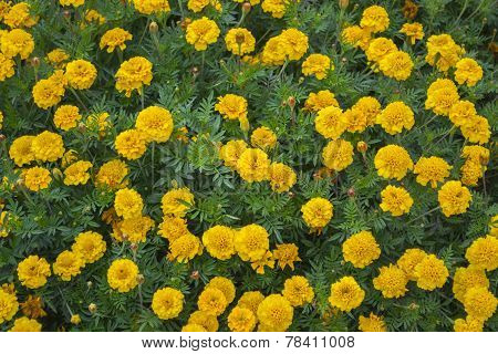 Flower Bed Of Yellow Marigolds