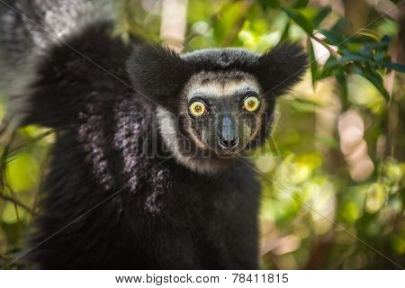 Indri, The Largest Lemur Of Madagascar