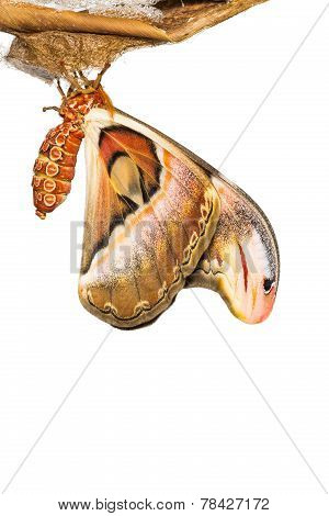 Atlas Moth
