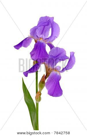 Iris