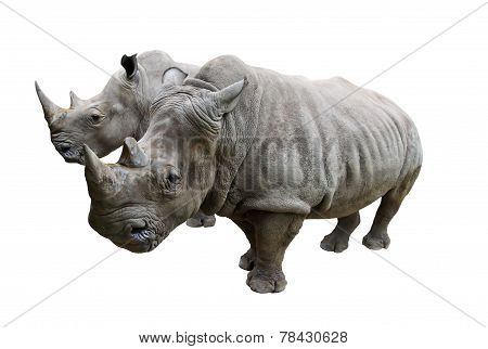 Rhino on white background.