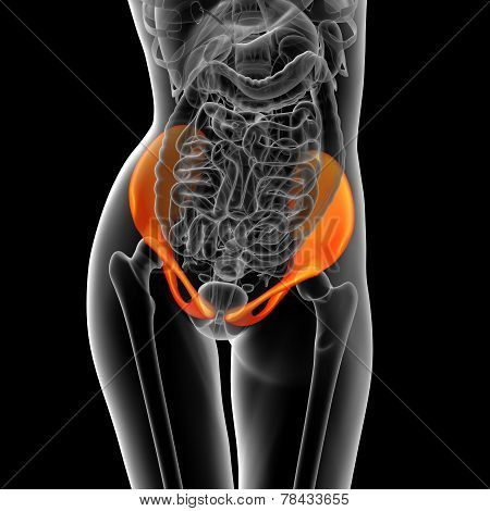 3D Render Medical Illustration Of The Pelvis Bone