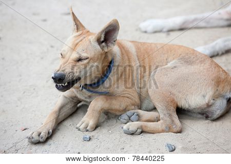 Angry Dog With Bared Teeth In Thailand