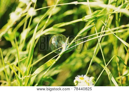Soap Bubble On A Grass