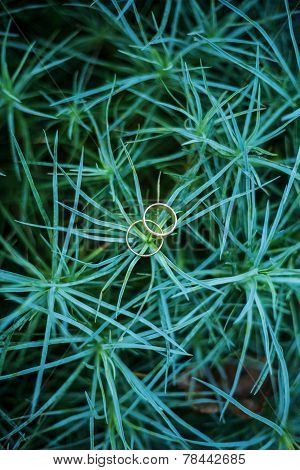 Rings On Green Palm Bush