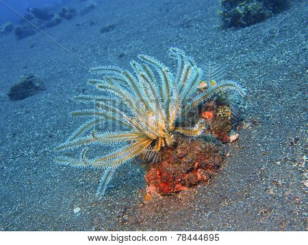 Crinoid