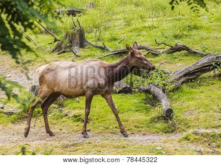 female deer in the female deer in the paddock on the background of grass and stumps at the zoo