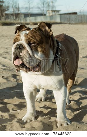 English bulldog