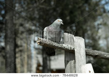 Grey dove