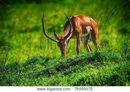 Grazing Red Hartebeest Antelope In Long Lush Grass