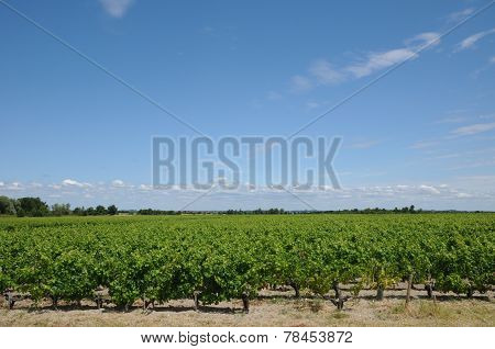 Vineyard Of Saint Julien Beychevelle