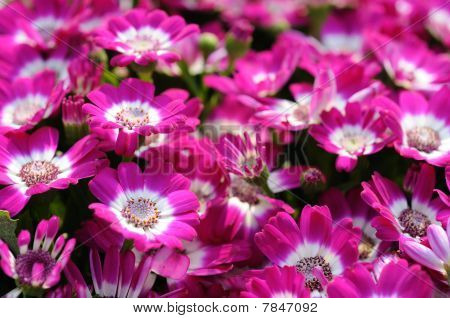 Baggrund af Cineraria