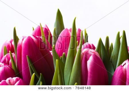 Tulipas no backround branco