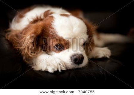 Cavalier