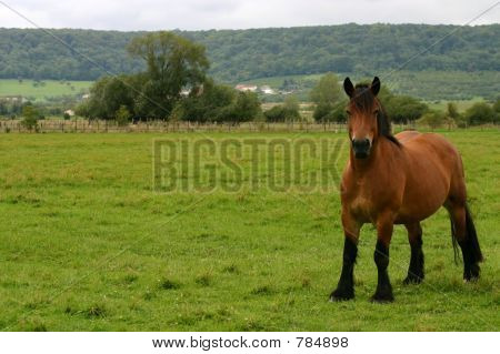 Drafthorse guardando fuori