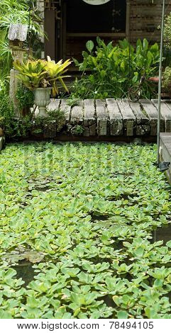 Wooden Bridge With Aquatic Plant In Pond