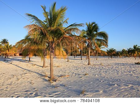Palm trees on the white sand. Playa Sirena. Cayo Largo. Cuba.