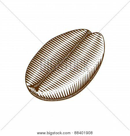 Vintage woodcut style illustration of a coffee bean