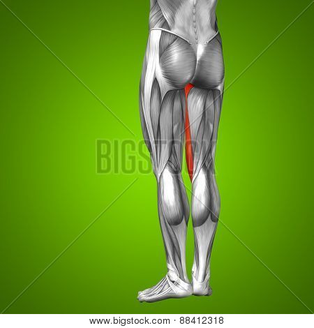 Concept or conceptual 3D gracilis human upper leg anatomy or anatomical and muscle on green gradient background