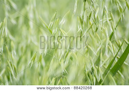 Avena Green Field