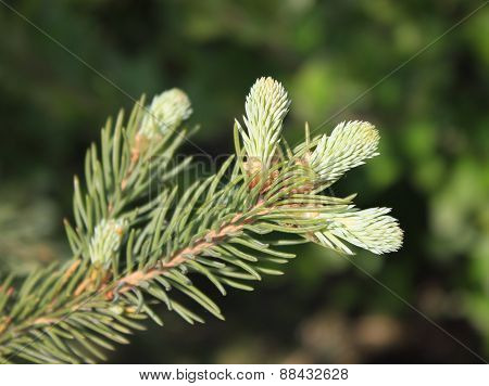 Fir twig with young sprouts
