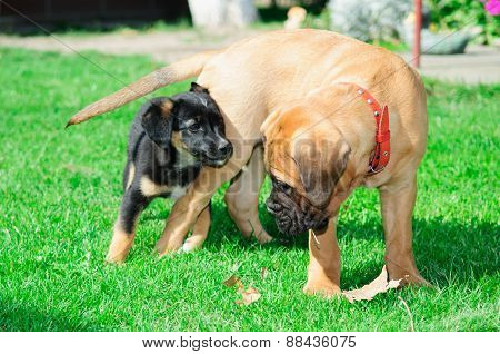 Two Little Puppies