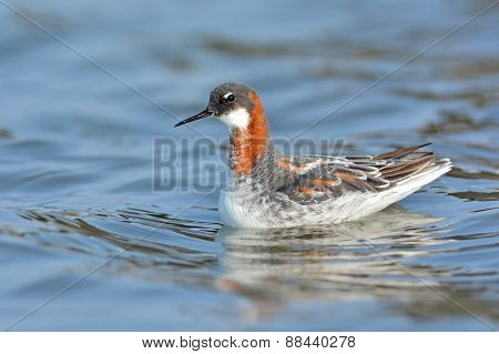 Red-necked Phalarope Bird