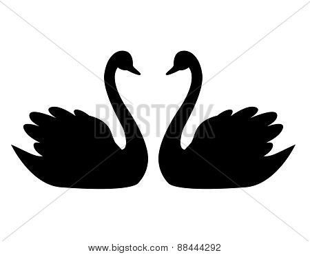 Swan Couple