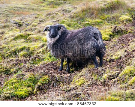 Icelandic black sheep