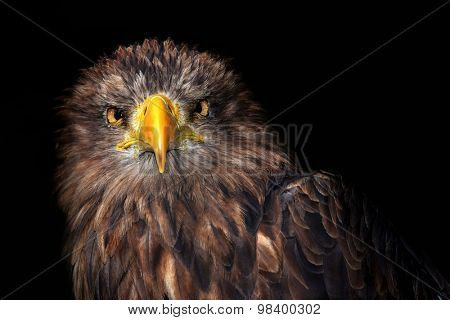 Sea eagles isolated on black background 