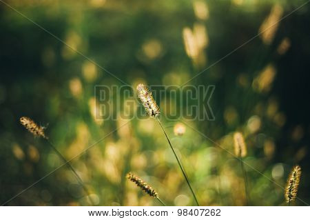 Nature Green Natural Background Of Grass.
