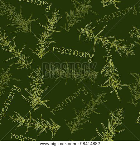 Seamless pattern with rosemary.