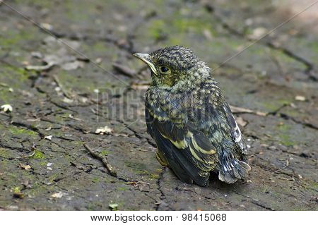 Emberiza Citrinella. Fledgling Bird Buntingl.