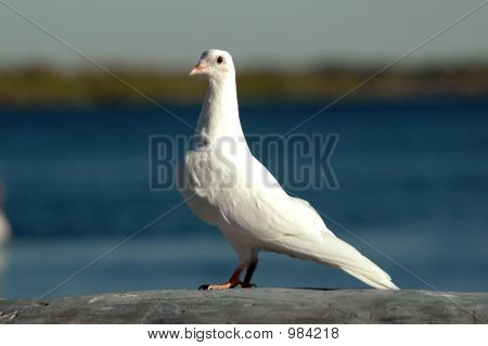 Af Pigeon_6550