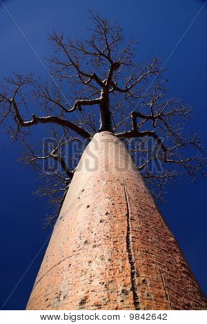 Enkelt kæmpe baobab