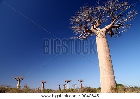 Baobabs