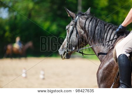 Rider On A Horse
