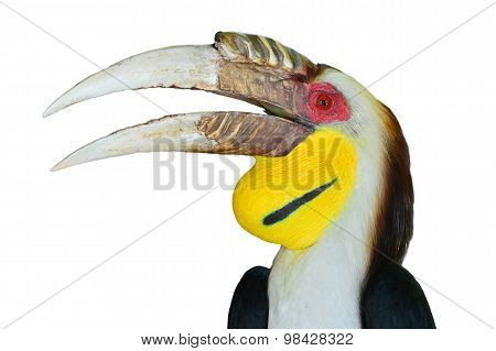 Plain-pouched Hornbill