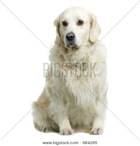 Labrador Golden Retriever krem