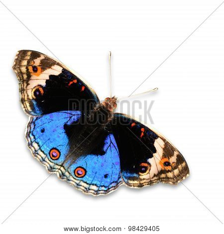 Blue Pansy Butterfly