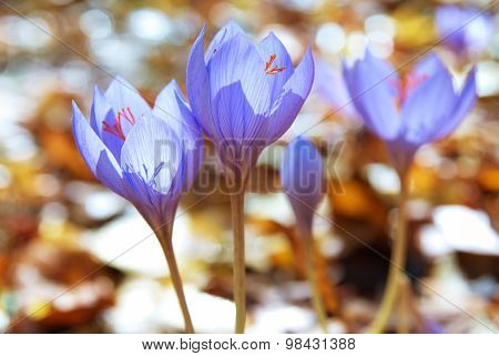 Crocus Ligusticus