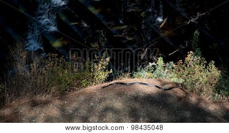Large Whip Black Snake