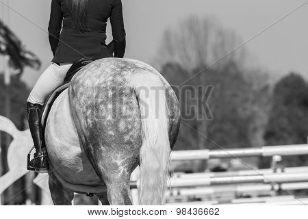 Horse Show Jumping Vintage