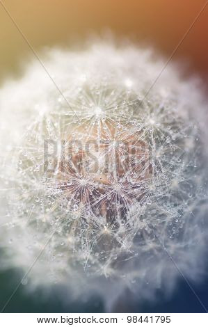 Dandelion with water droplets closeup