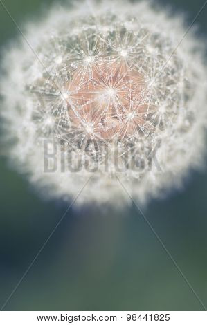 Dandelion with water droplets closeup