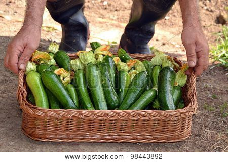 Farmer collecting zucchini basket from crop.