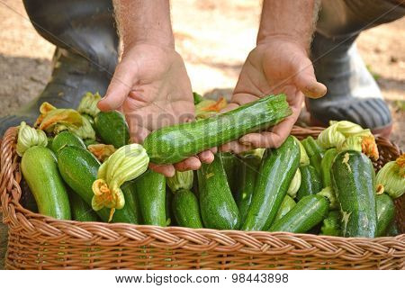 Farmer collecting zucchini basket from crop.