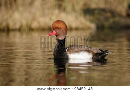 Red-crested Pochard (Netta rufina)