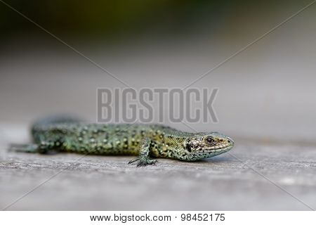 Common Lizard (Zootoca vivipara)