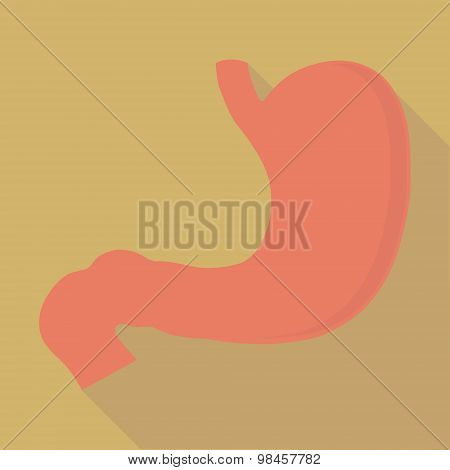 stomach